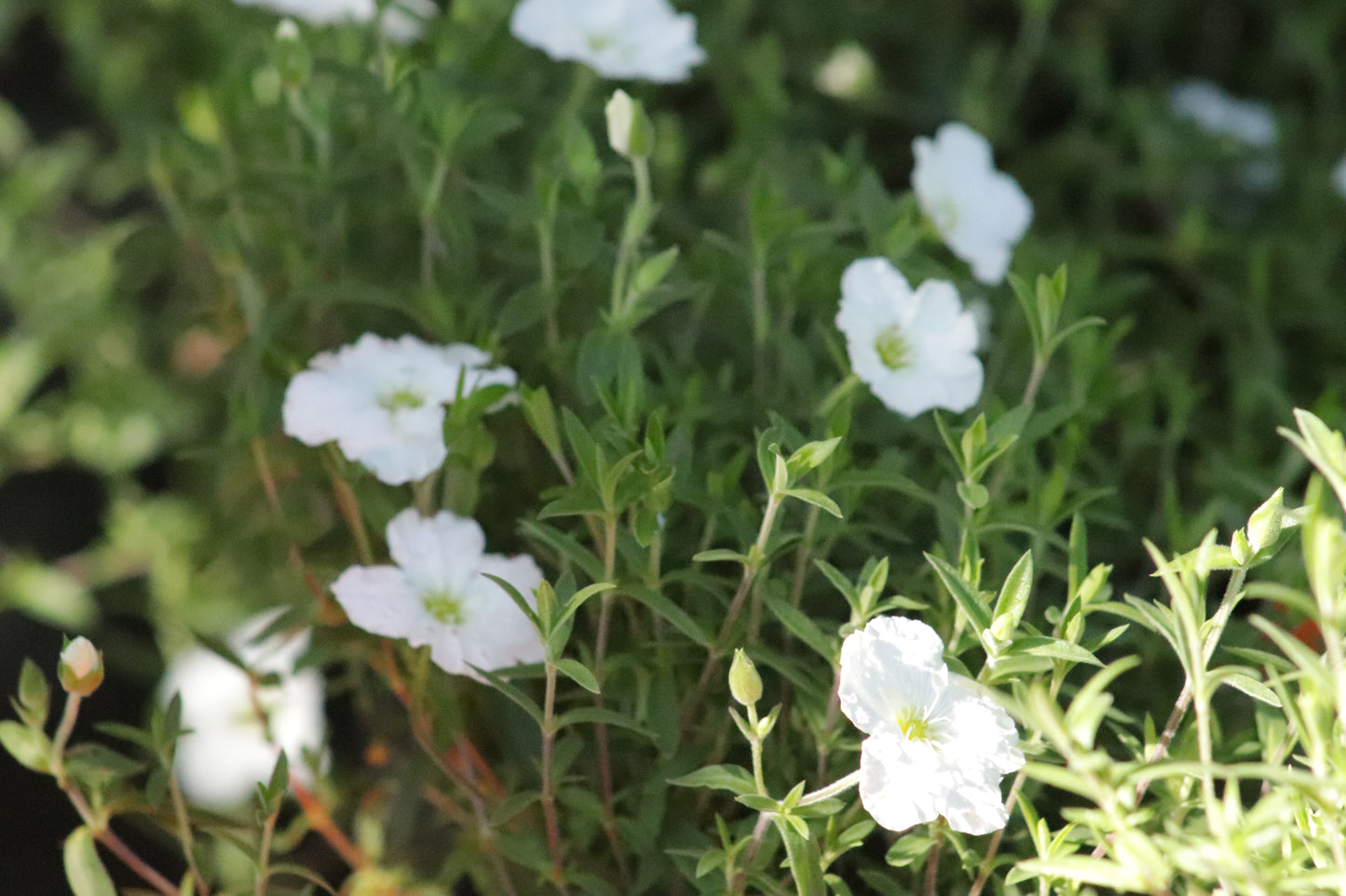 Arenaria montana 3