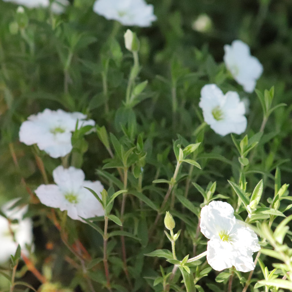 Arenaria montana Image