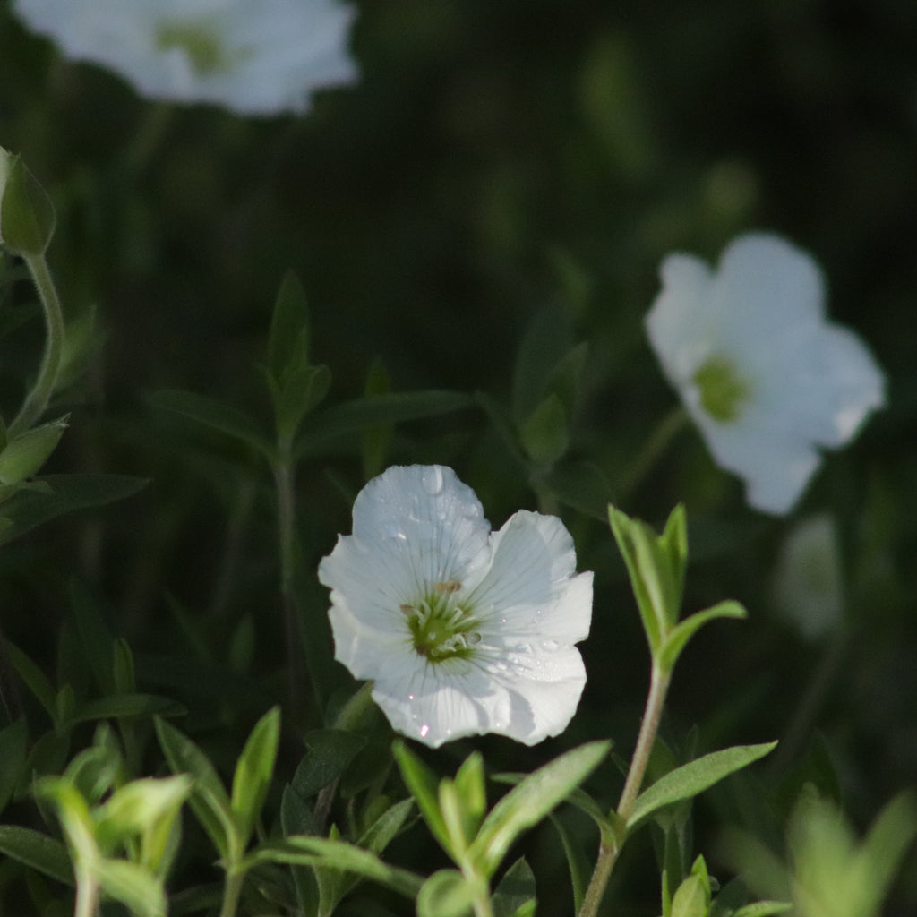 Arenaria montana Image