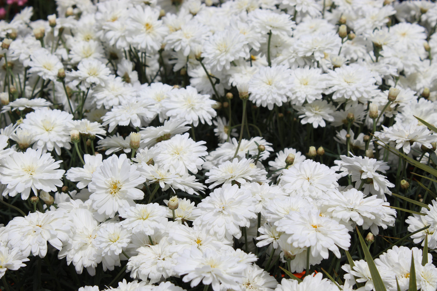 Argyranthemum Purity