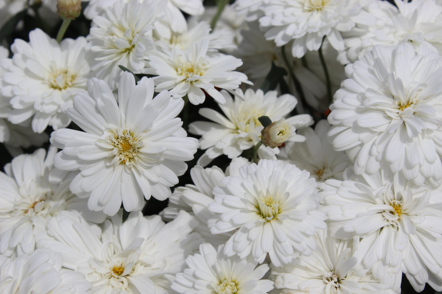Argyranthemum Purity 2