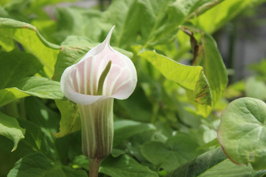 Arisaema candidissima