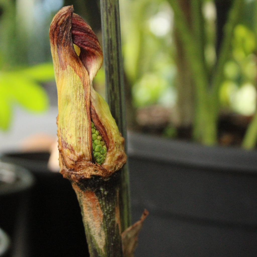 Arisaema exappendiculatum Image
