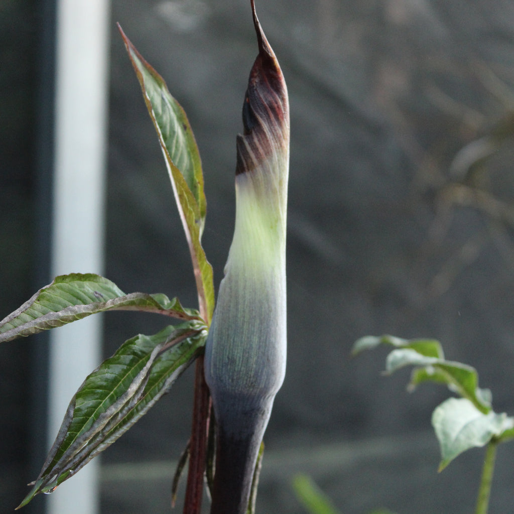 Arisaema exappendiculatum Image