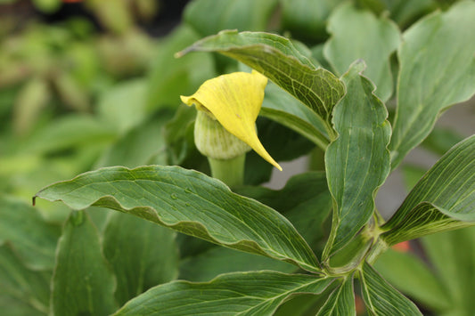 Arisaema flavum