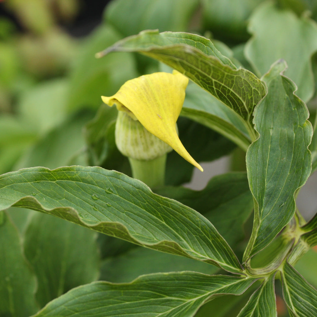 Arisaema flavum Image