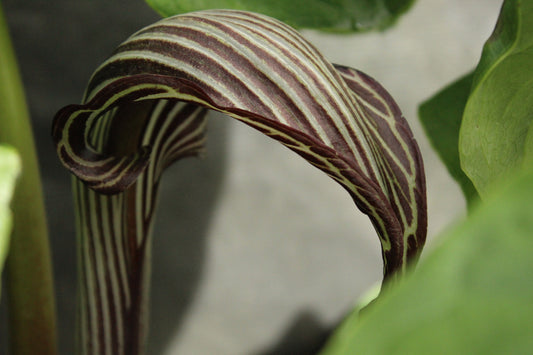 Arisaema franchetianum