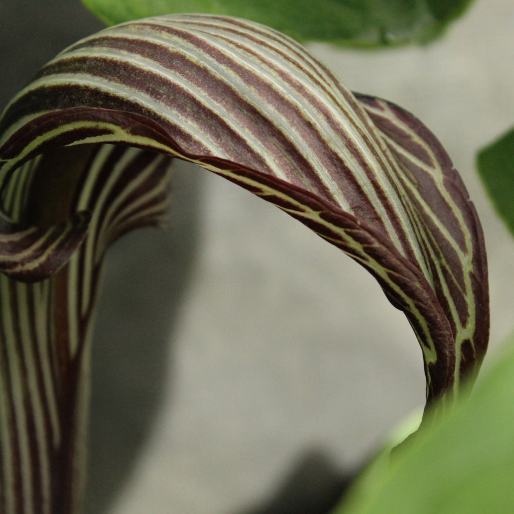 Arisaema franchetianum Image