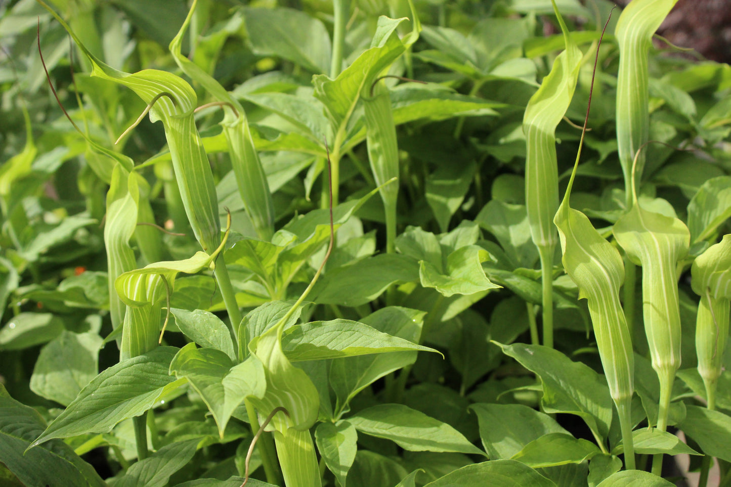 Arisaema jacquemontii