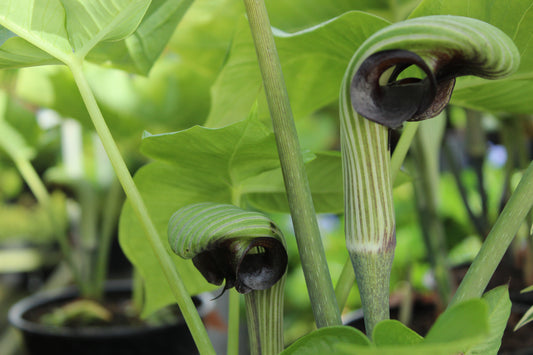 Arisaema ringens black form.