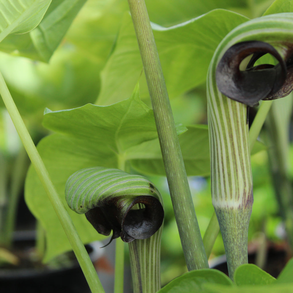 Arisaema ringens black form Image