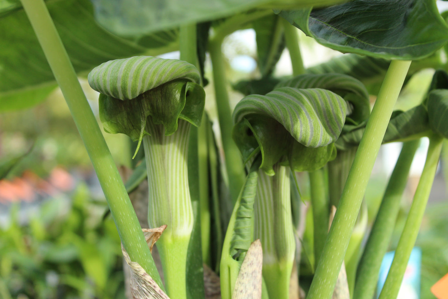 Arisaema ringens green form