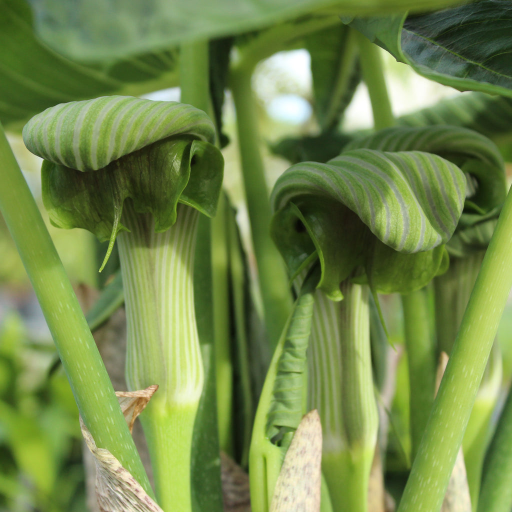 Arisaema ringens green form Image