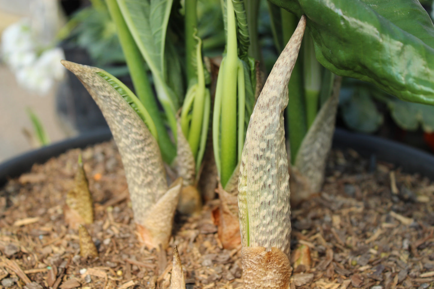 Arisaema ringens green form 2