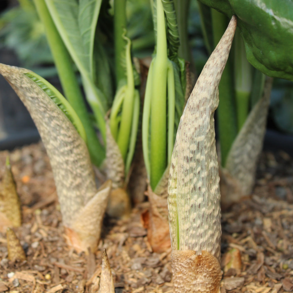 Arisaema ringens green form Image