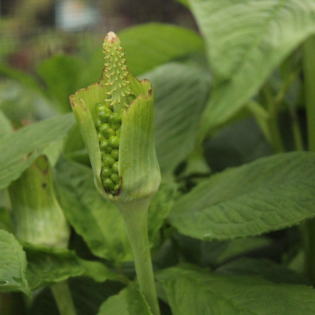 Arisaema tortuosum Image