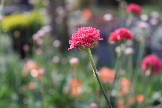Armeria Ballerina Red