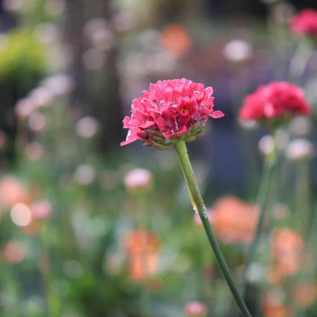 Armeria Ballerina Red Image