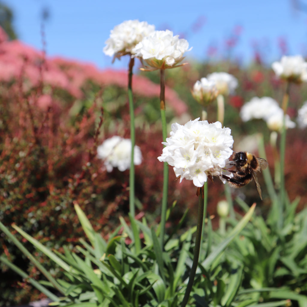Armeria Ballerina White Image