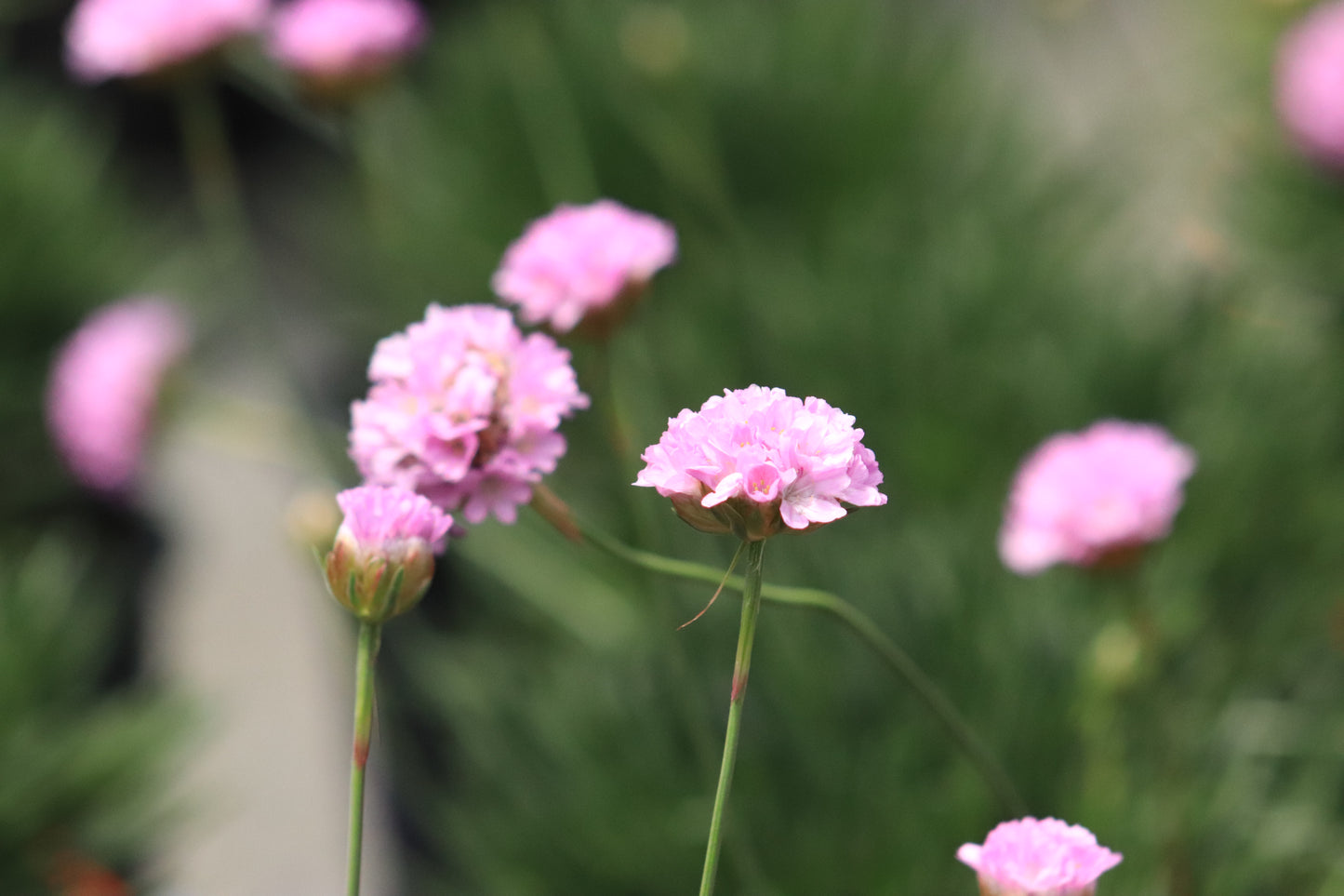 Armeria Pink Petite 2