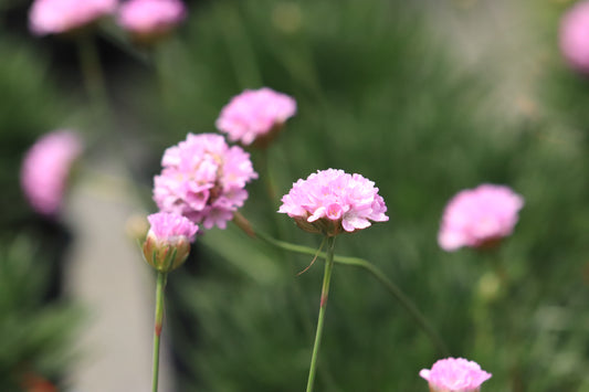 Armeria Pink Petite 2