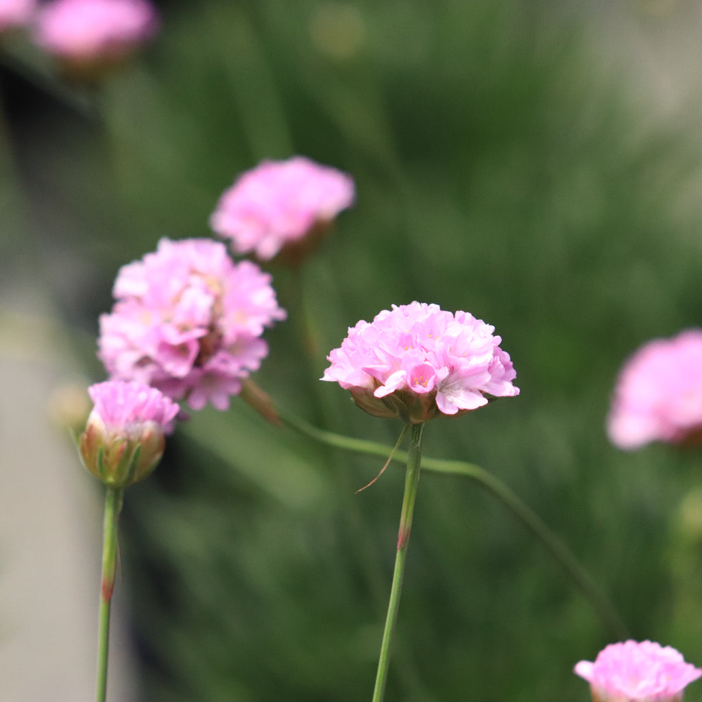 Armeria Pink Petite Image