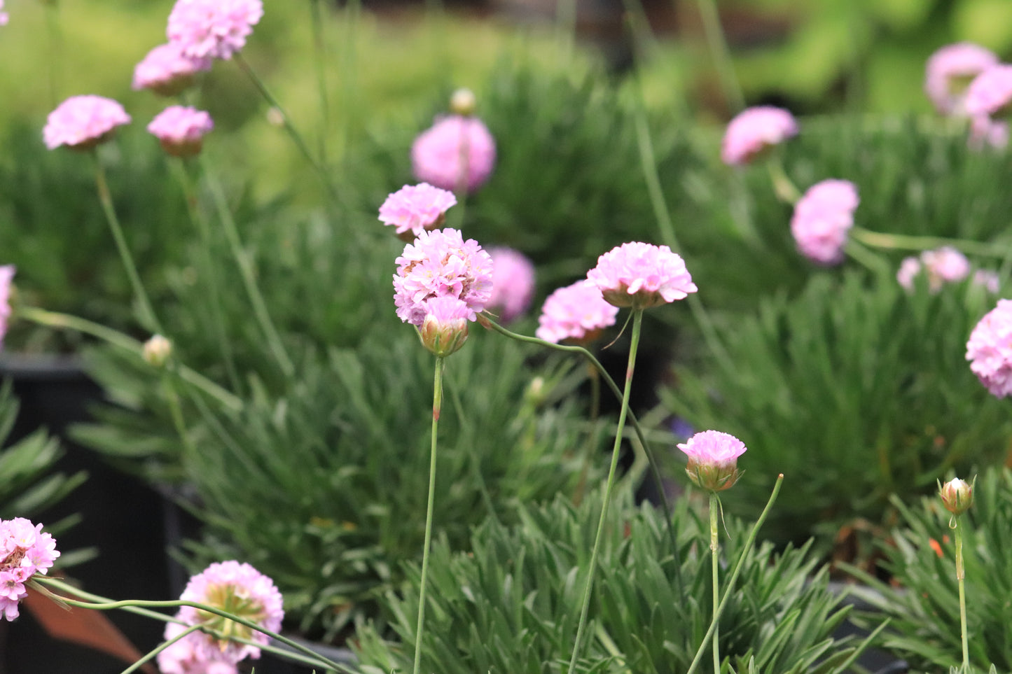 Armeria Pink Petite 3