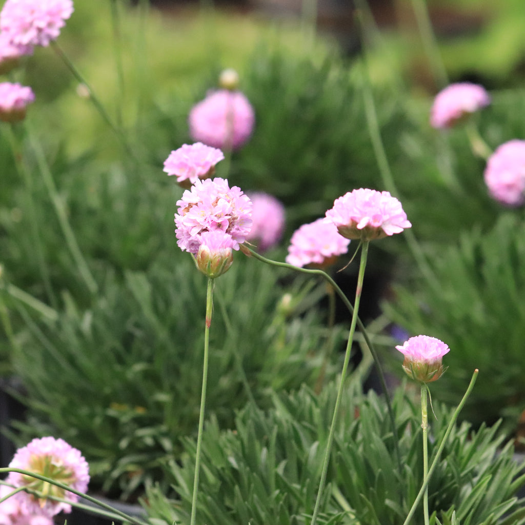 Armeria Pink Petite Image