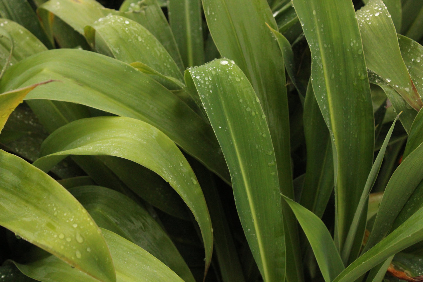 Arthropodium Matapouri Bay