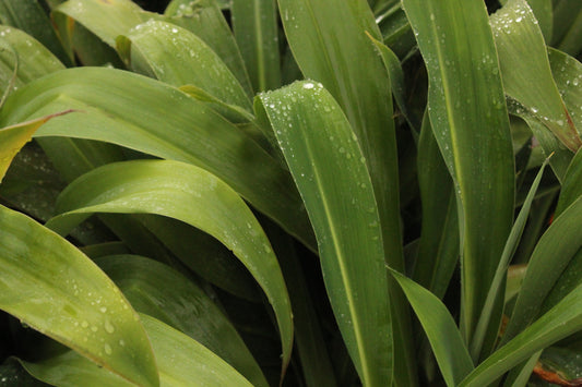 Arthropodium Matapouri Bay