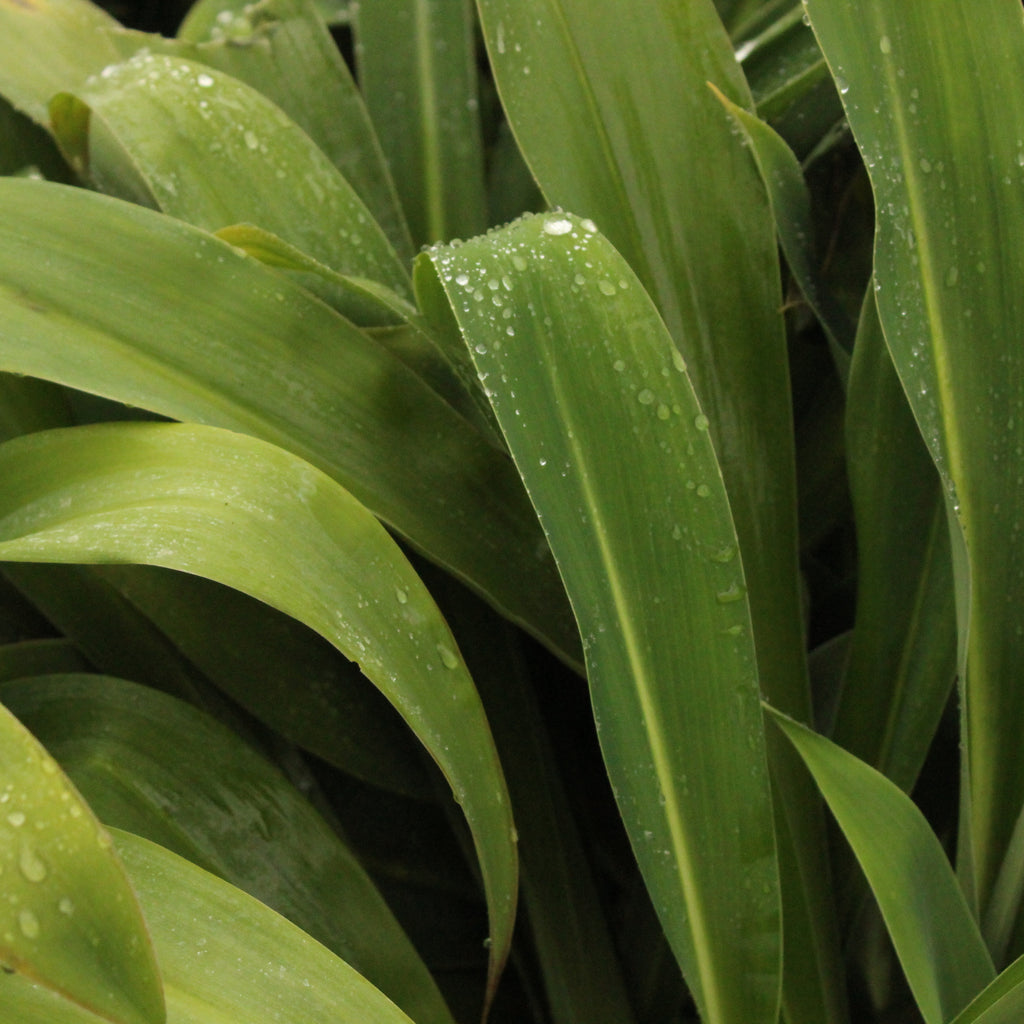 Arthropodium Matapouri Bay Image