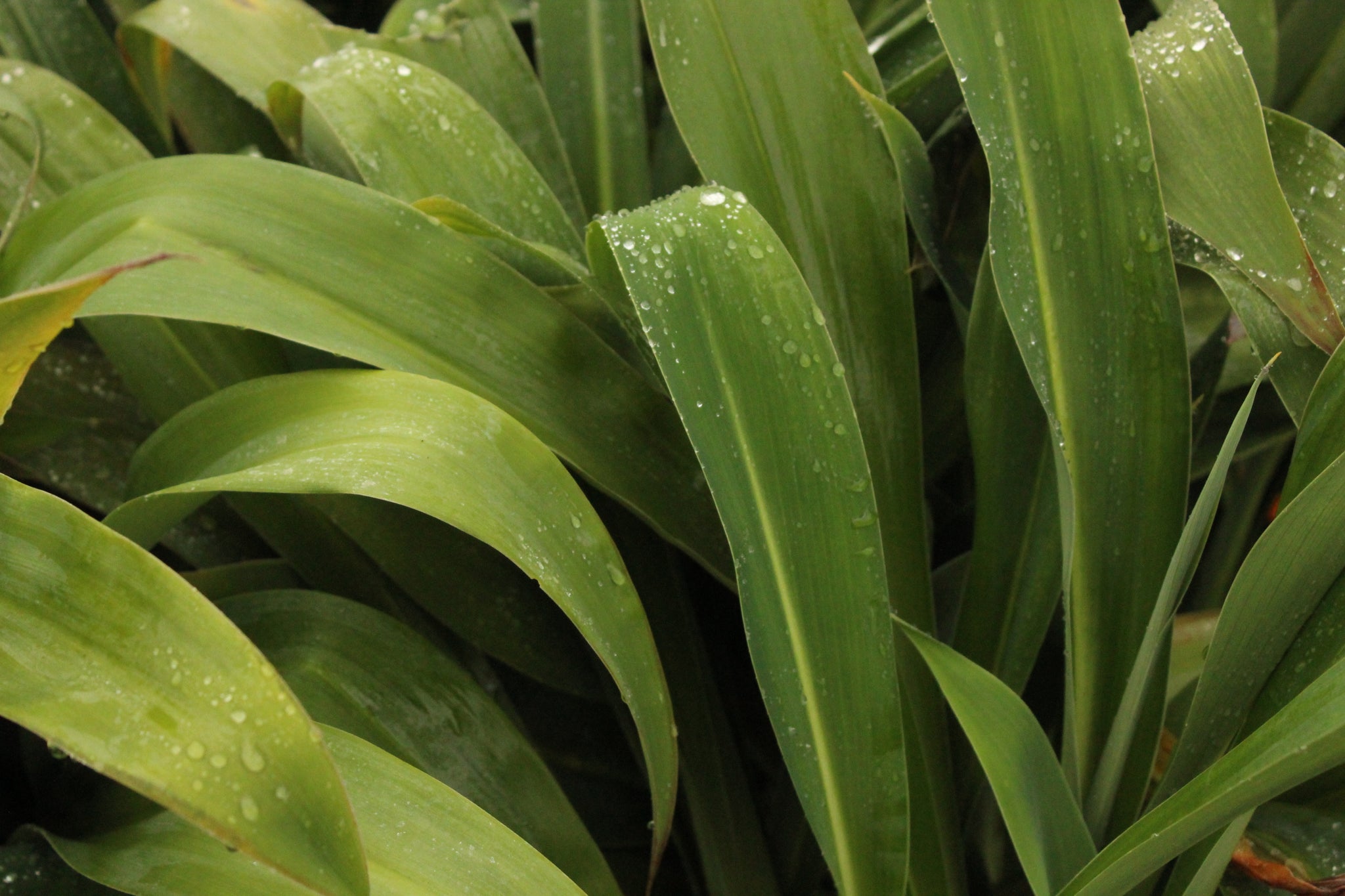 Arthropodium Matapouri Bay – Texture Plants, Landscapes, Lush Lawns ...