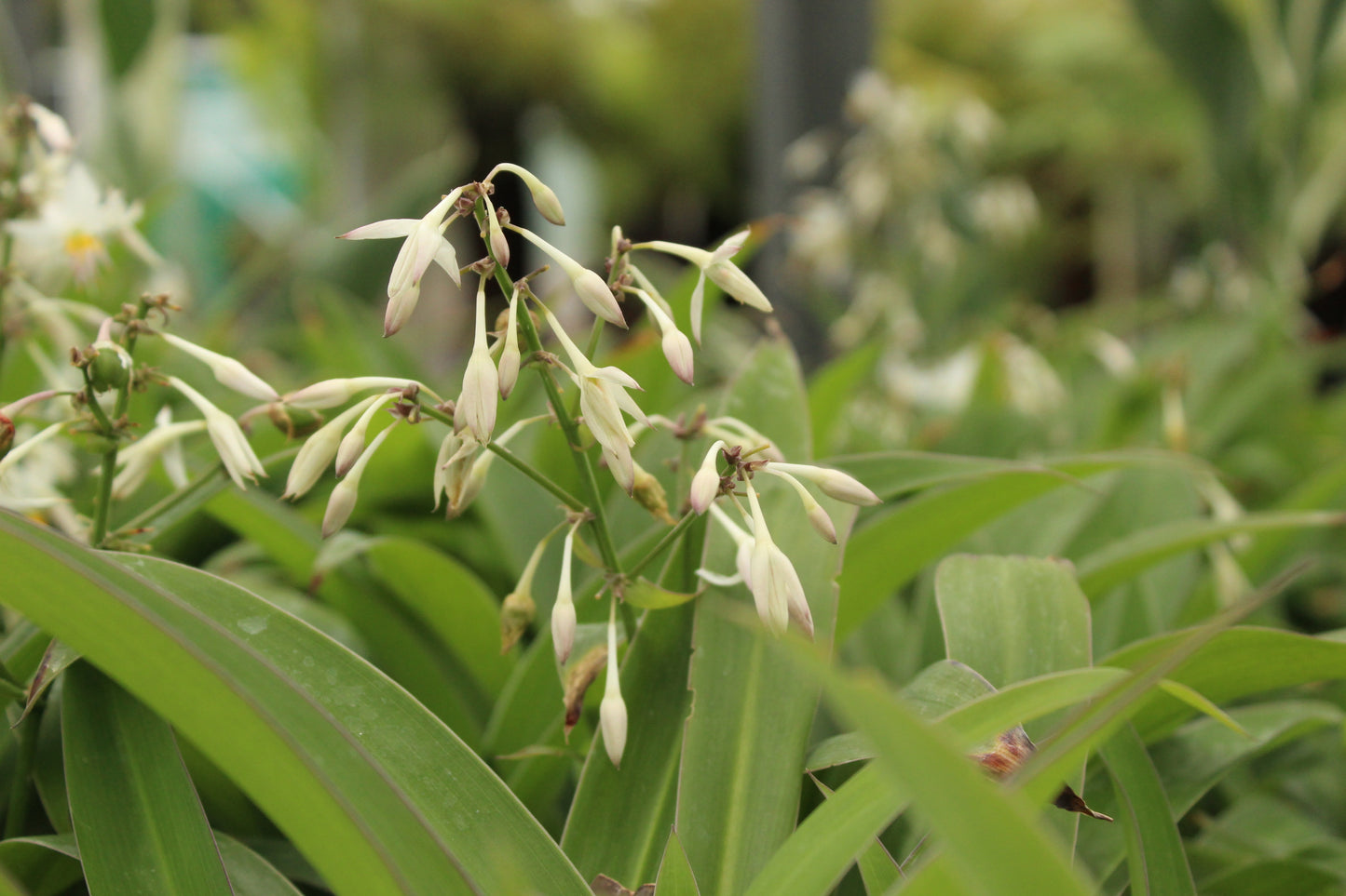 Arthropodium Te Puna