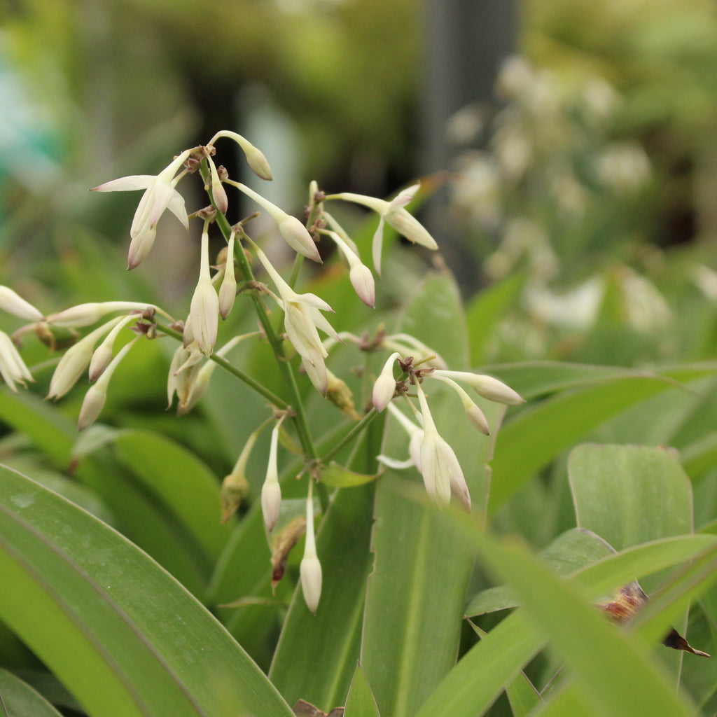Arthropodium Te Puna Image