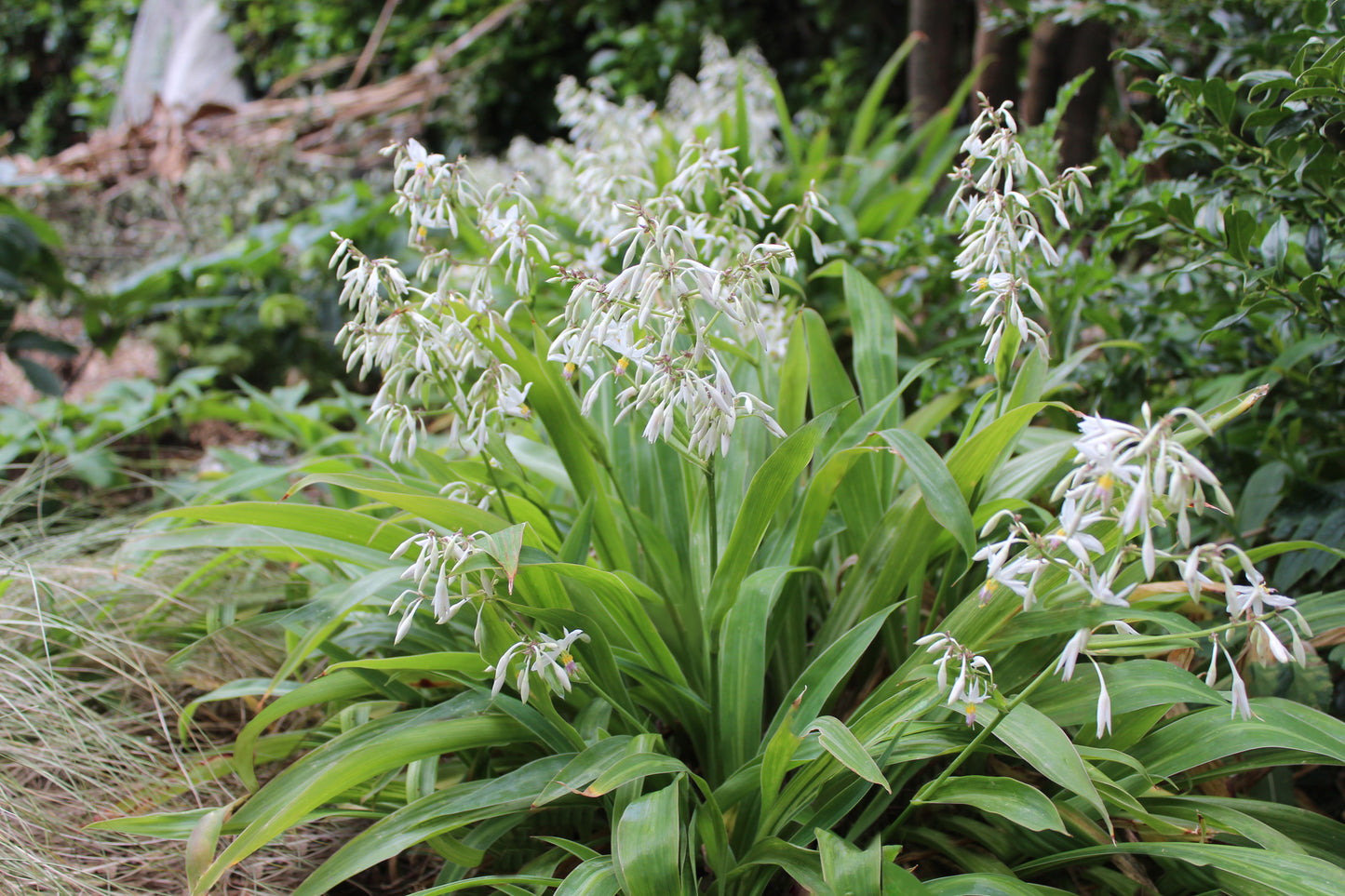 Arthropodium Te Puna 2