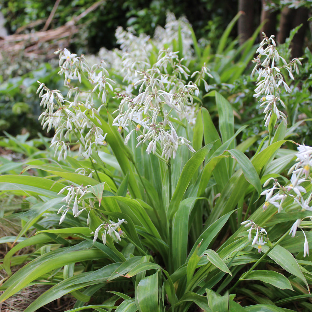 Arthropodium Te Puna Image