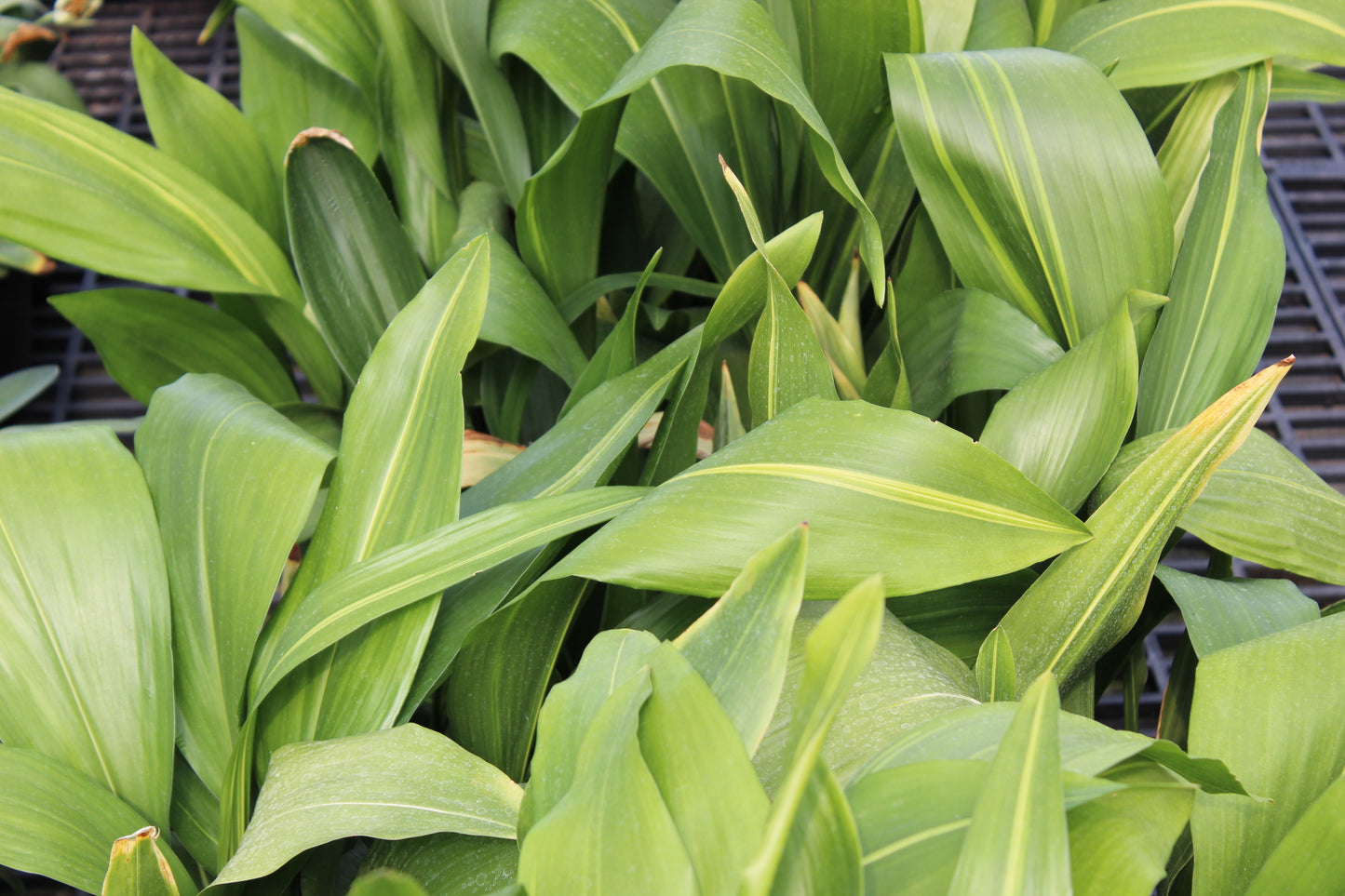 Aspidistra elatior