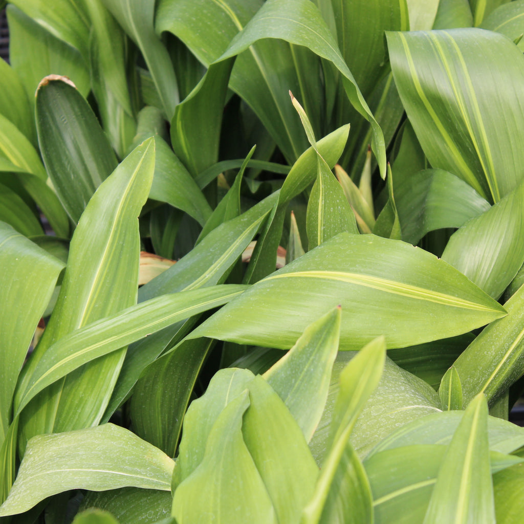 Aspidistra elatior Image