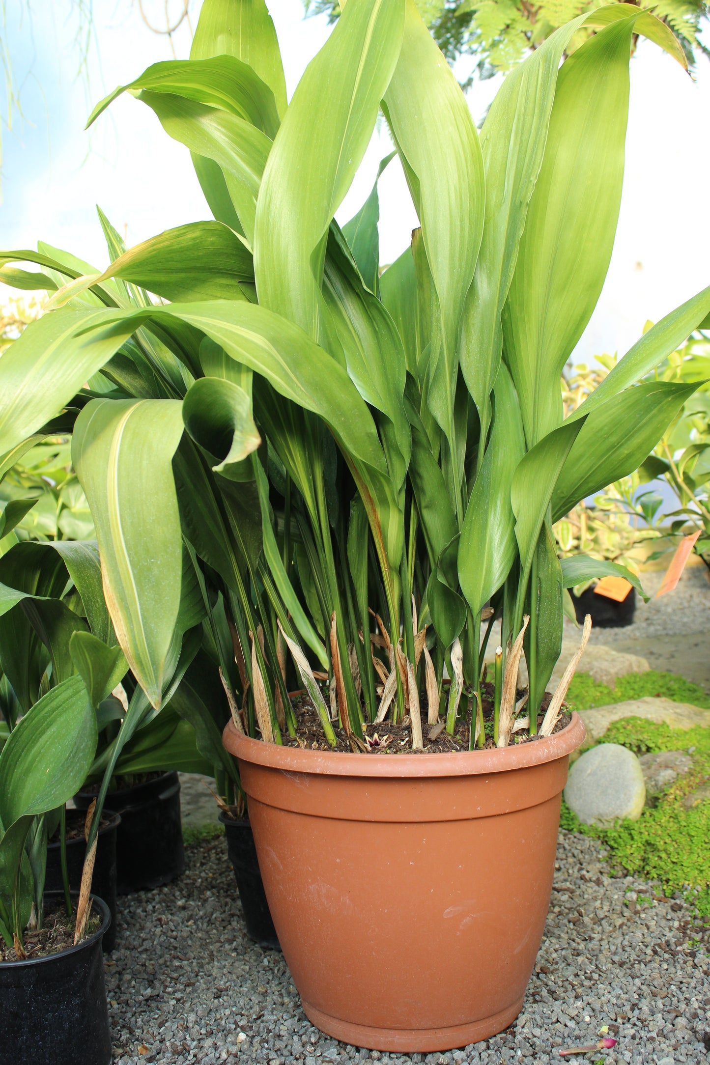Aspidistra elatior 2
