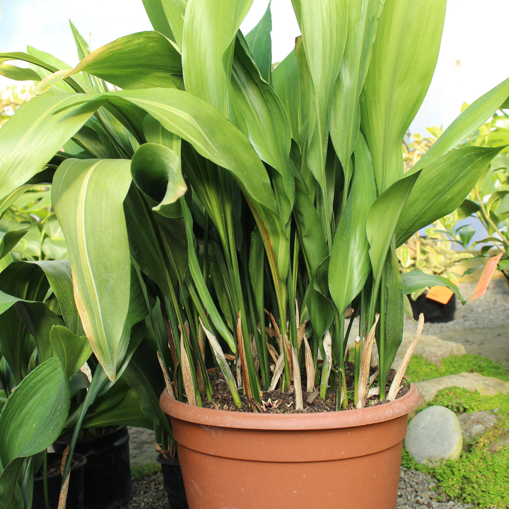 Aspidistra elatior Image
