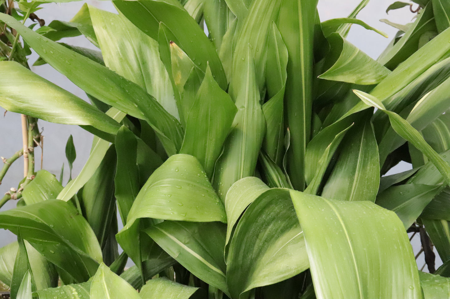 Aspidistra elatior 3