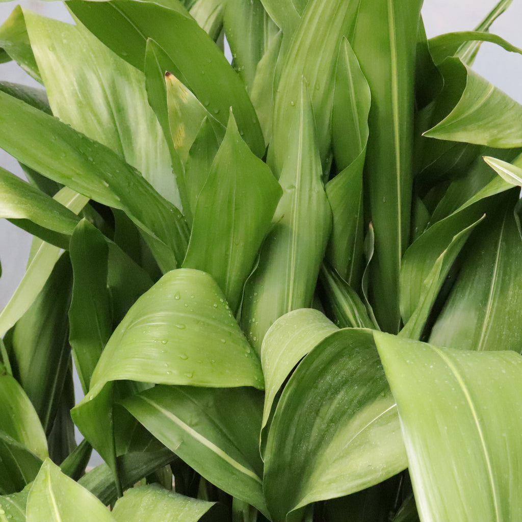 Aspidistra elatior Image