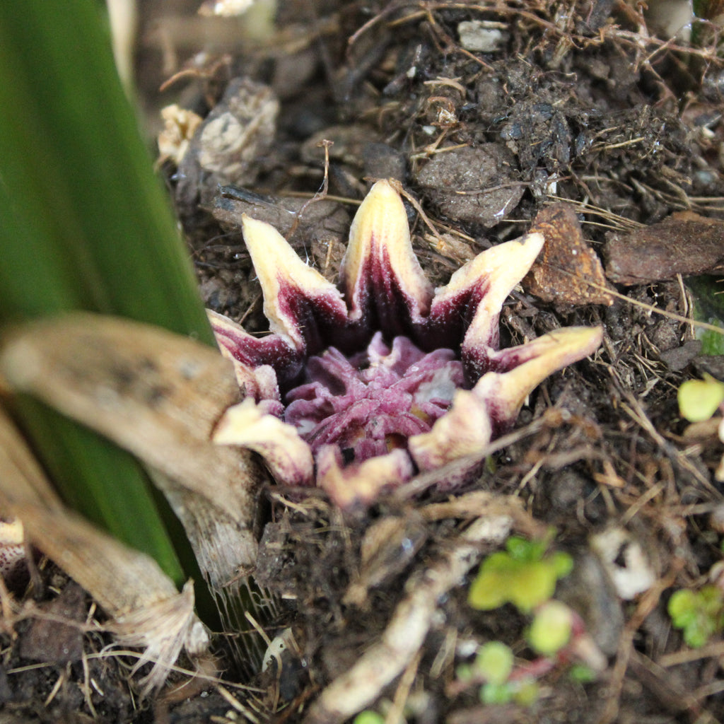 Aspidistra elatior Image