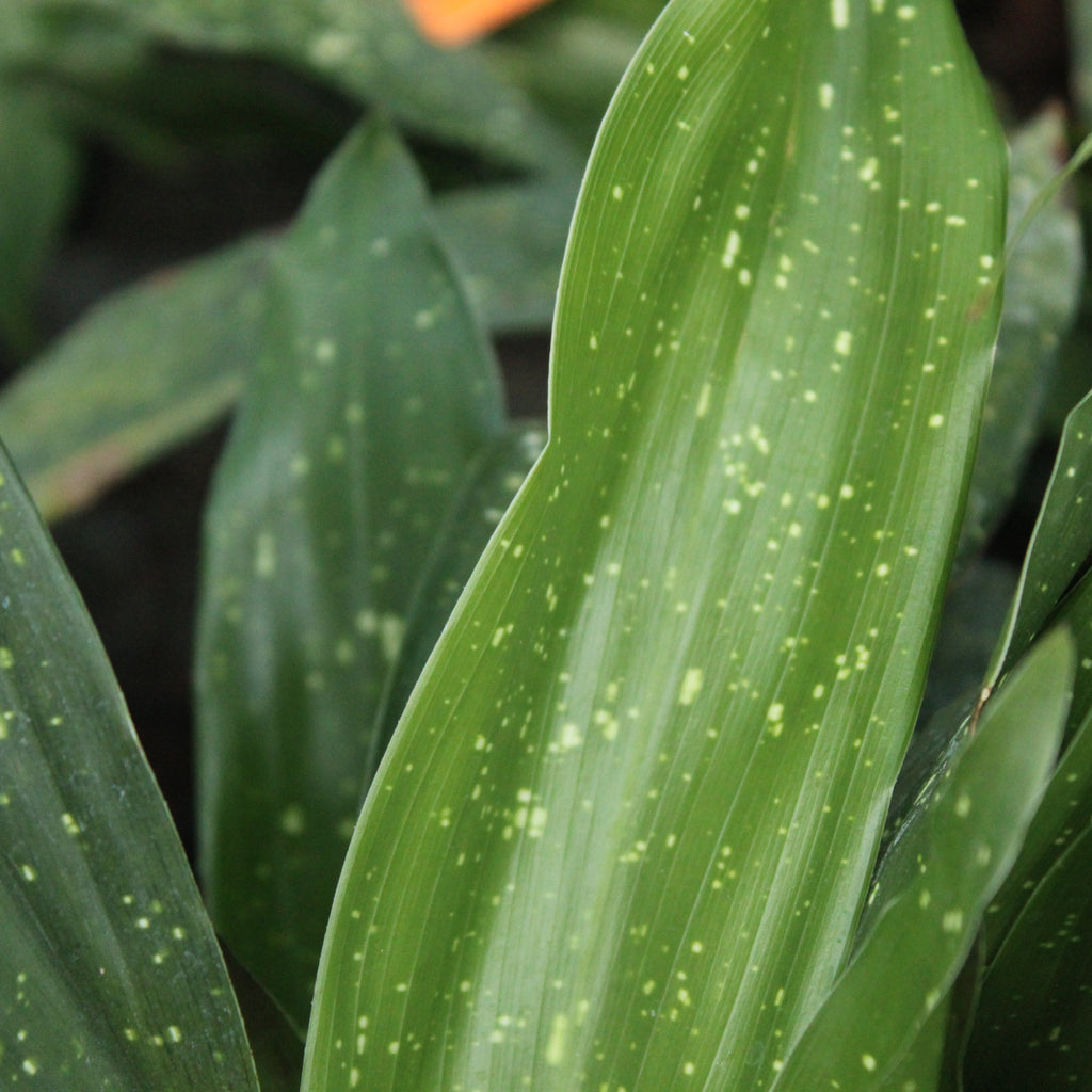 Aspidistra shooting stars Image