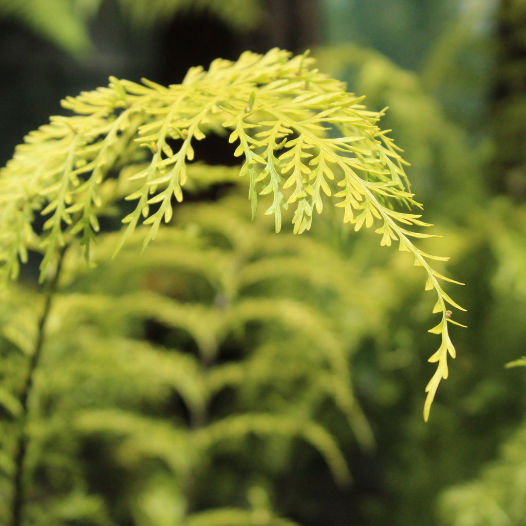 Asplenium bulbiferum Image