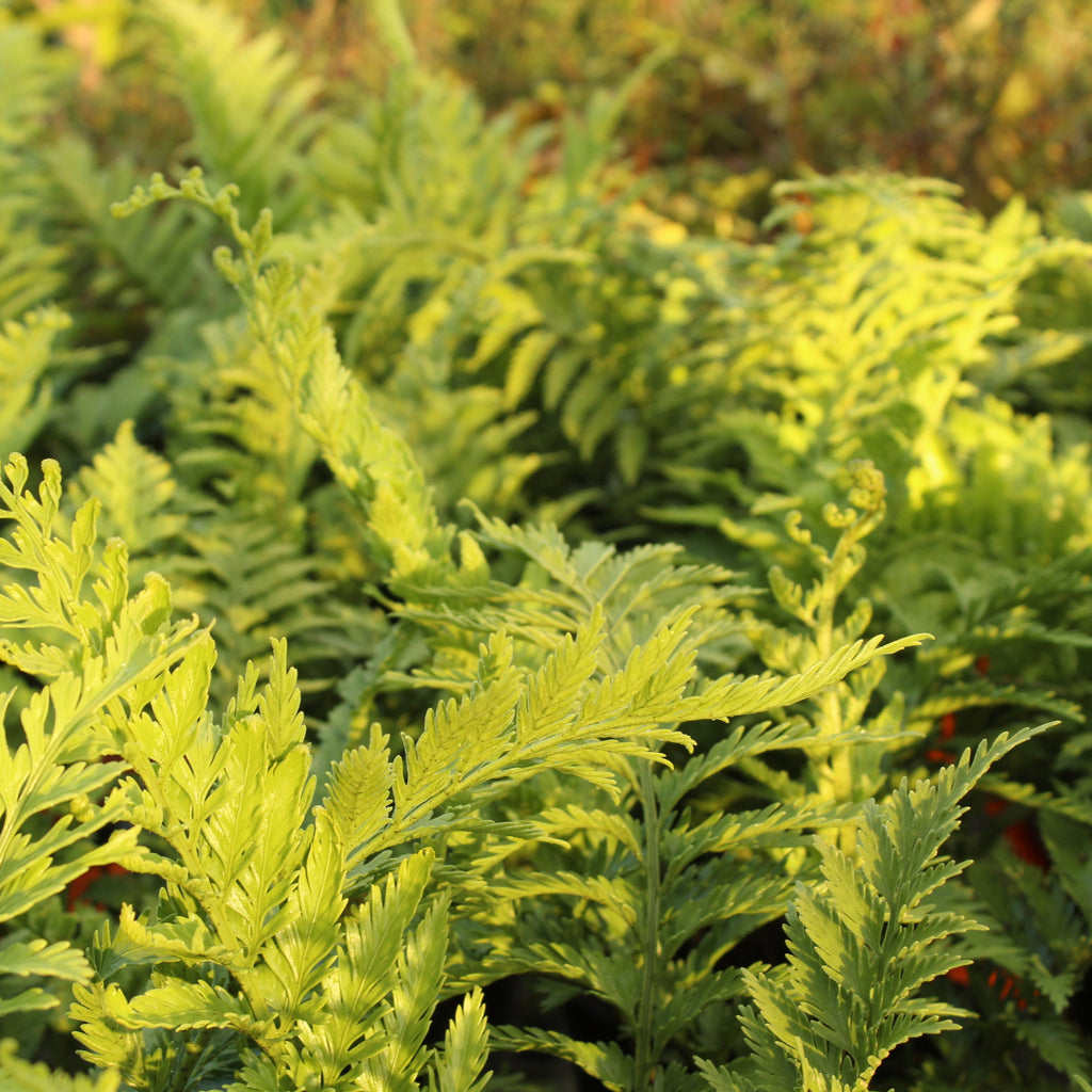 Asplenium bulbiferum x oblongifolium Image