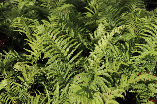Asplenium bulbiferum x oblongifolium 5