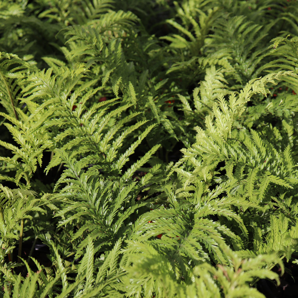 Asplenium bulbiferum x oblongifolium Image