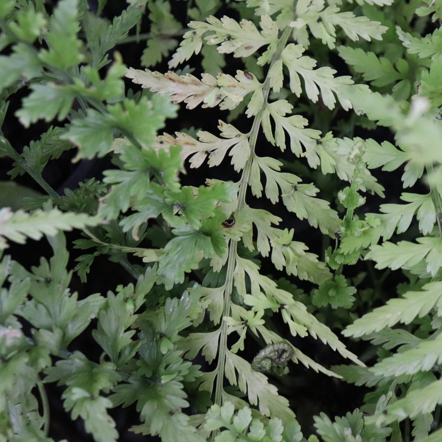 Asplenium lamprophyllum x  bulbiferum