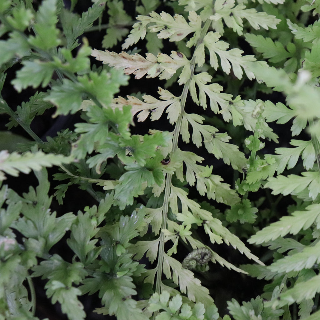 Asplenium lamprophyllum x  bulbiferum Image